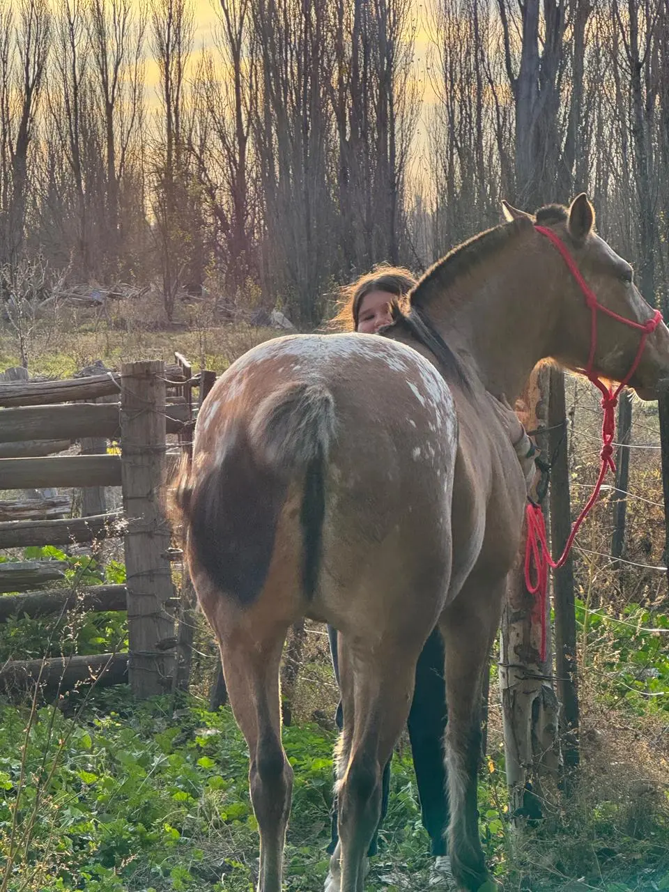 Encuentro con los caballos