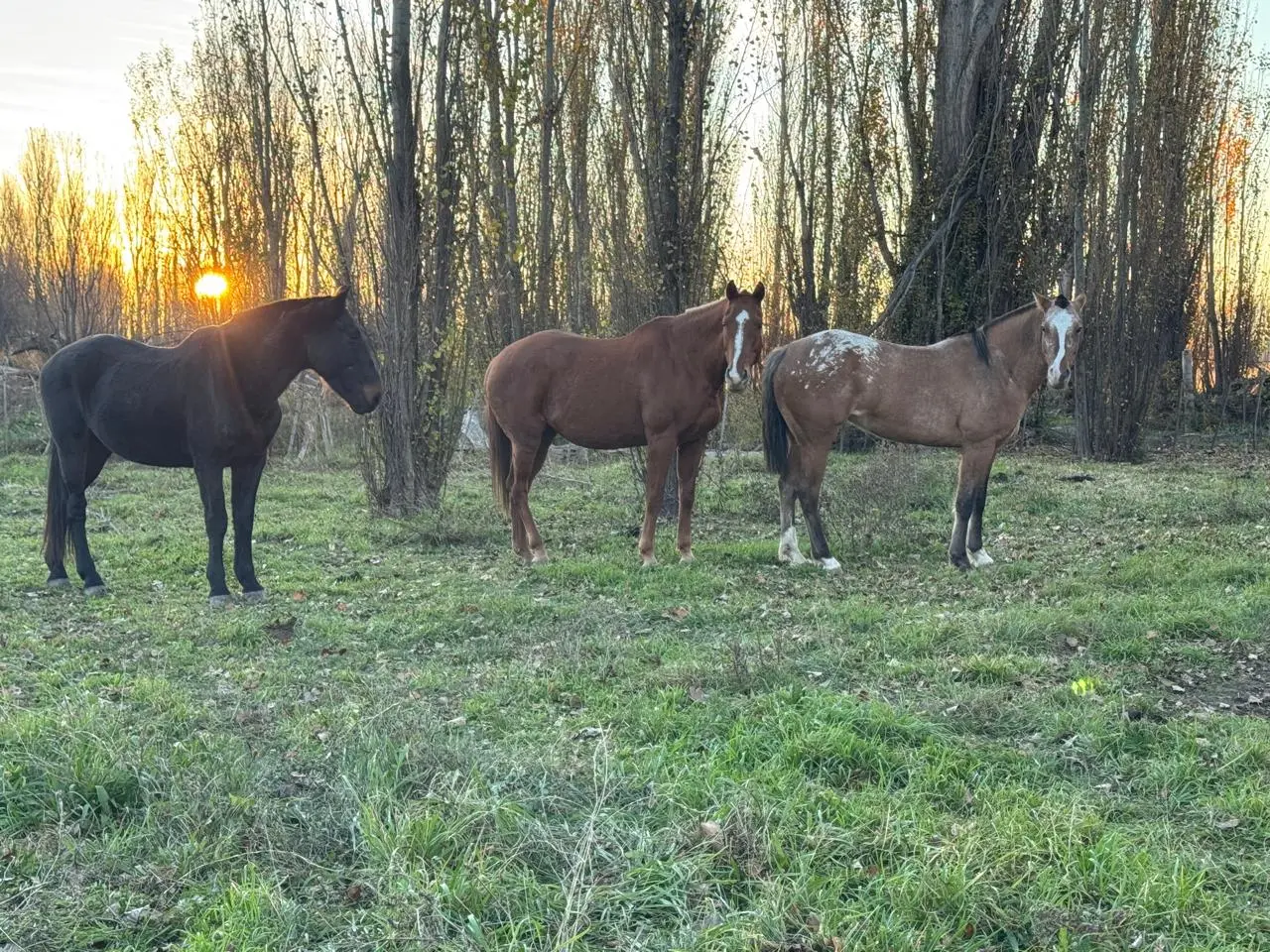 Caballos en el campo